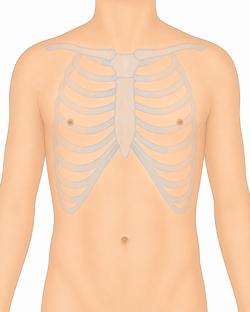 chest